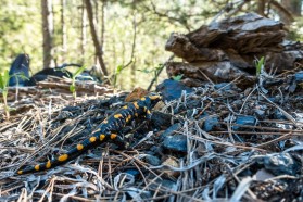 Fire salamander at the Aoos near Vovoussa: the species needs small streams of clean water for their larvae
